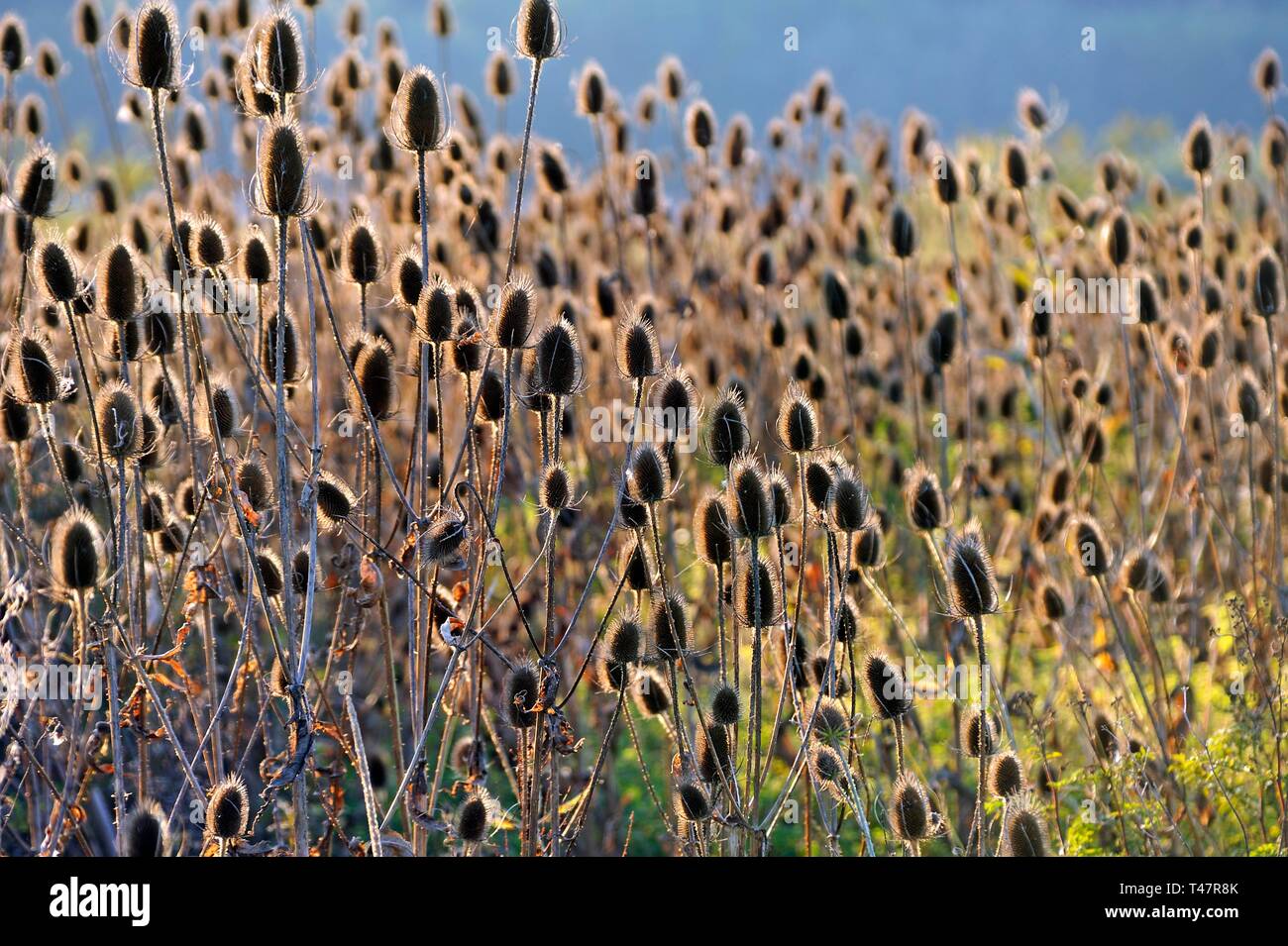Verblasste Wild teasels (Dipsacus fullonum) im Gegenlicht, Mittelfranken, Bayern, Deutschland Stockfoto