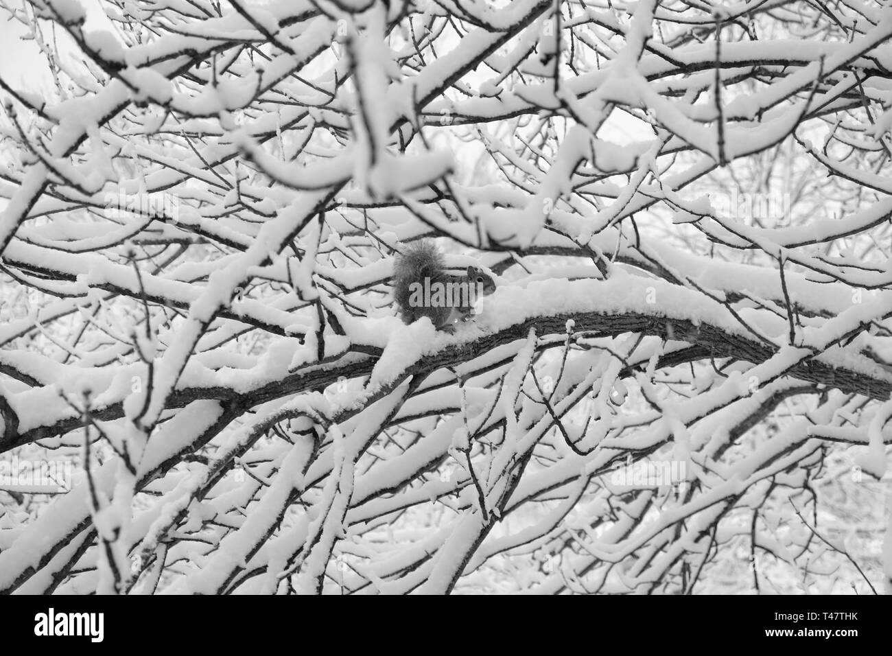 Ein Bild von einem Eichhörnchen in einem Baum in Minnesota Stockfoto