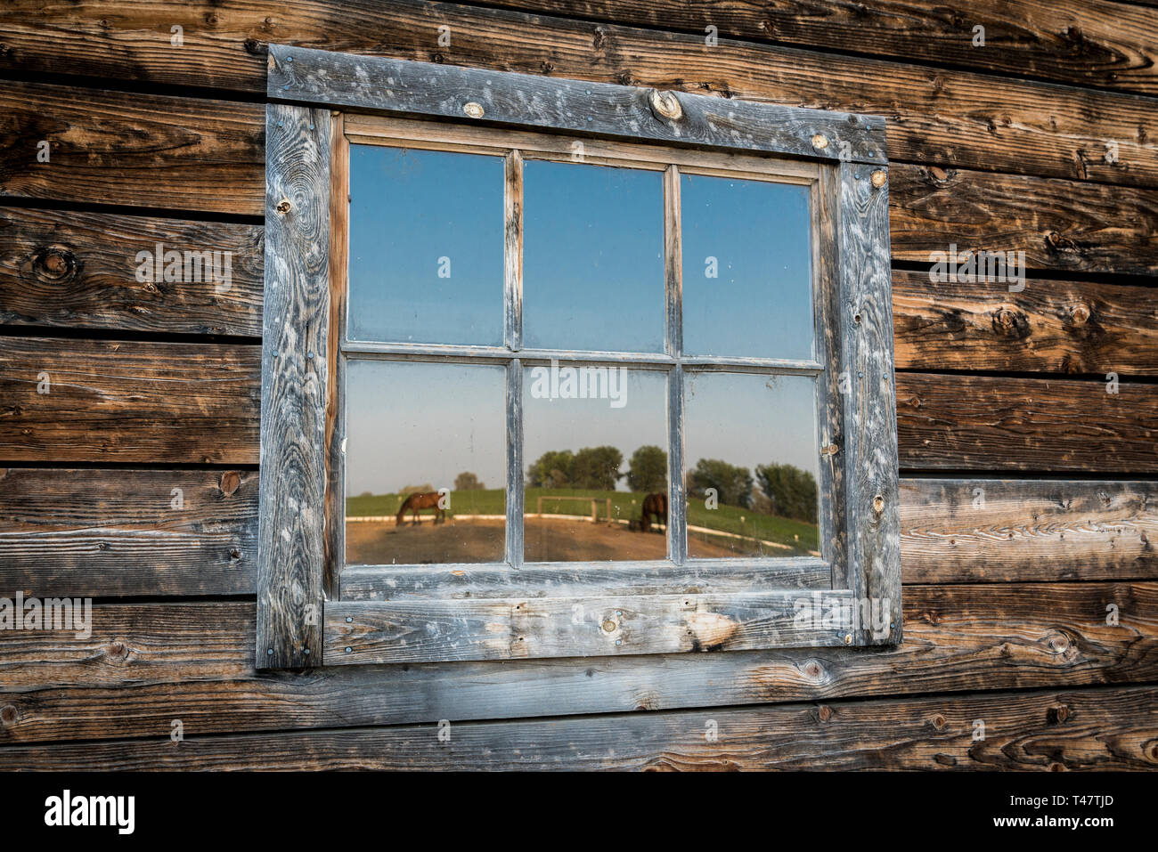 Weidende Pferde spiegeln sich im Fenster einer alten Scheune in Colorado wider Stockfoto