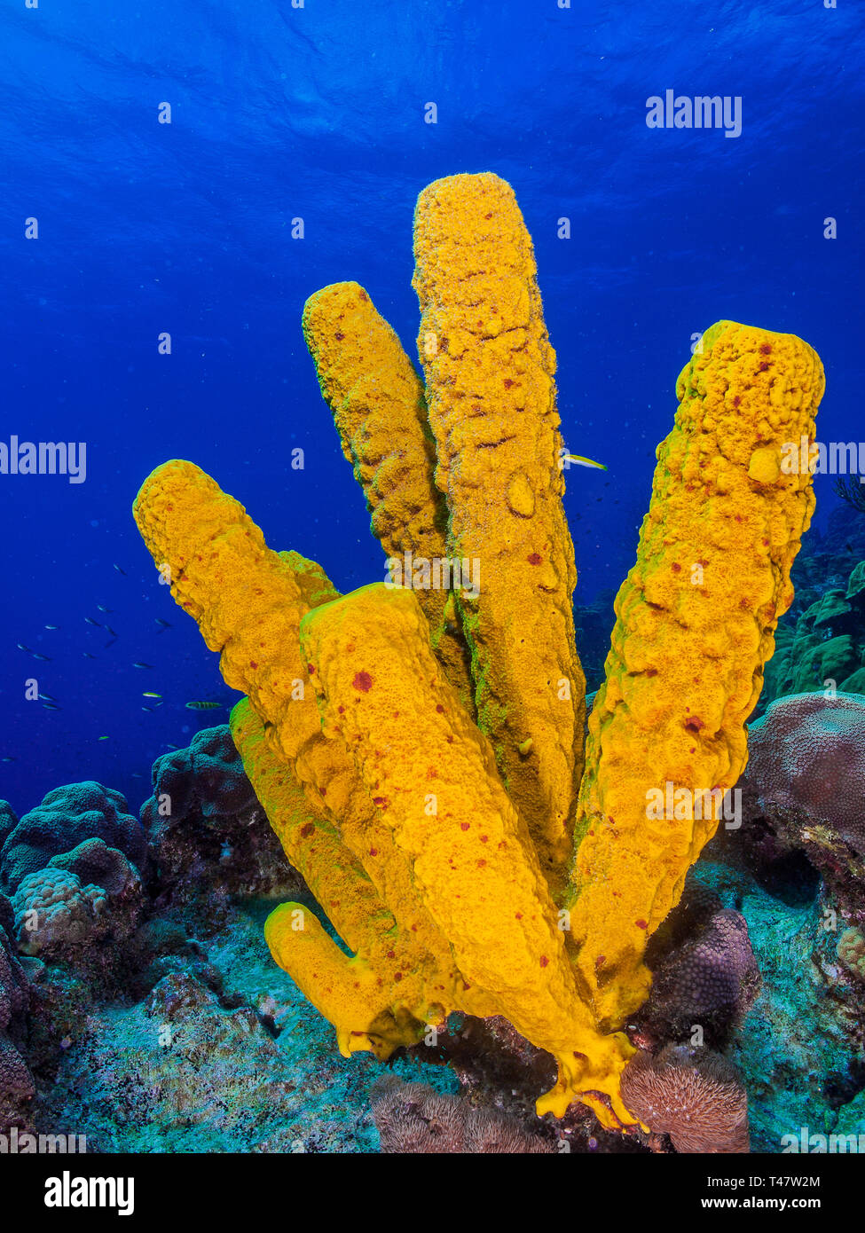 Reef Landschaft, gelbe Tube Schwamm (Aplysina fistularis) Coral Feuer und Aplysina fistularis in Los Roques - Venezuela Stockfoto