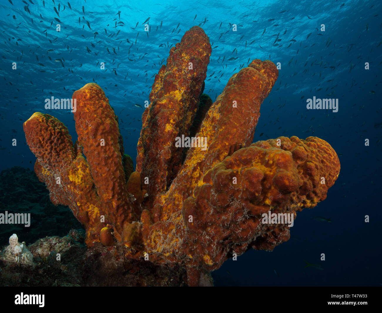 Reef Landschaft, gelbe Tube Schwamm (Aplysina fistularis) Coral Feuer und Aplysina fistularis in Los Roques - Venezuela Stockfoto