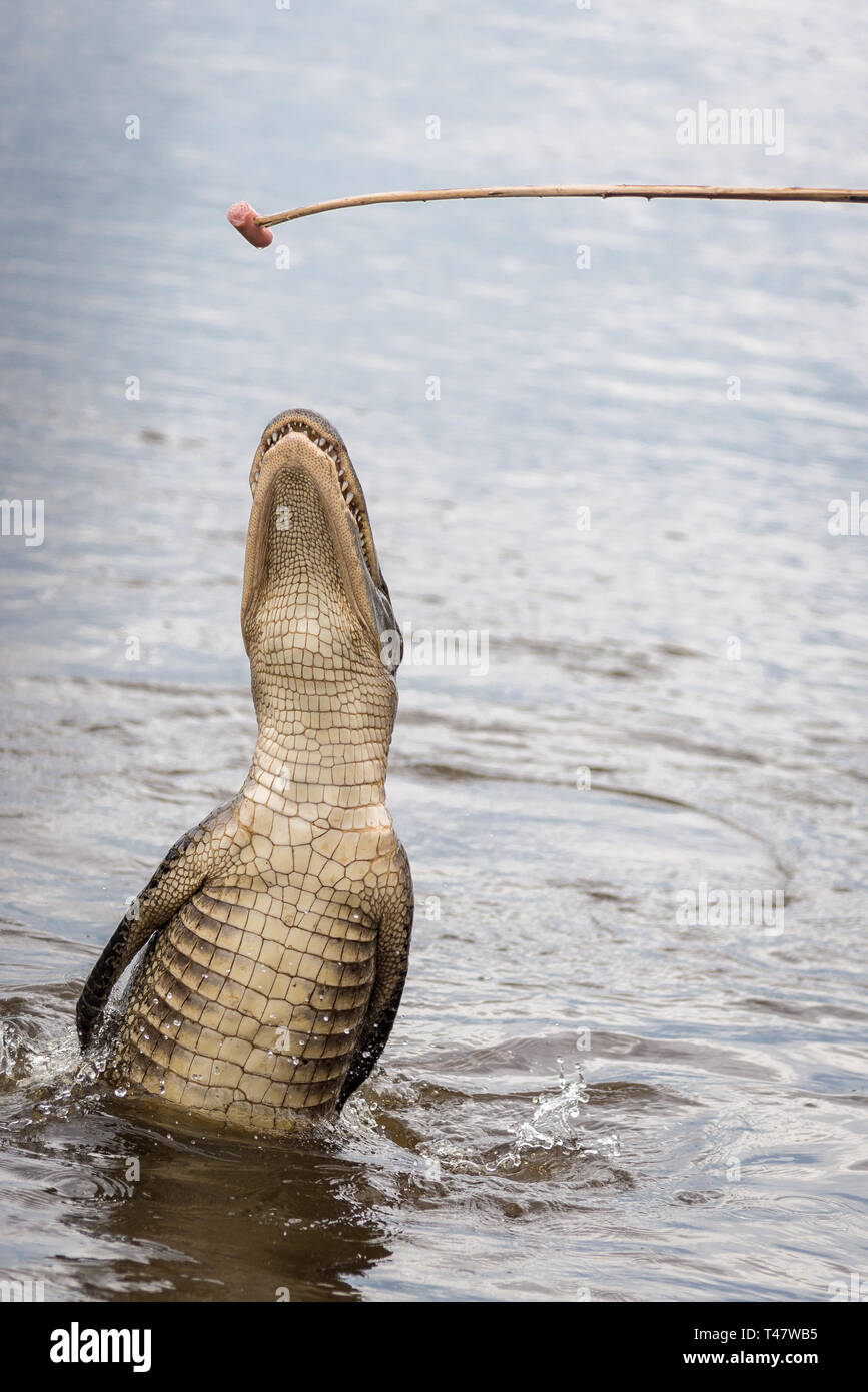 SLIDELL, Louisiana/APRIL 16, 2014: Ein "freundliches" Krokodil in einem Sumpf in der Nähe von Slidell, Louisiana durch einen Sumpf tour guide gefüttert zu werden. Stockfoto