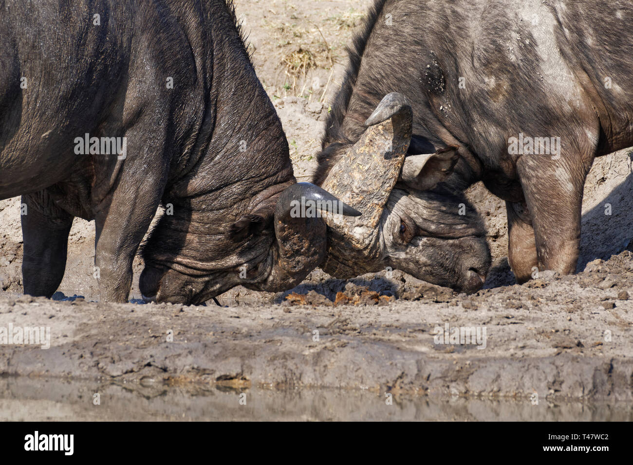 Afrikanischer Büffel (Syncerus Caffer), zwei männliche Erwachsene an einem Wasserloch kämpfen, Krüger Nationalpark, Südafrika, Afrika Stockfoto
