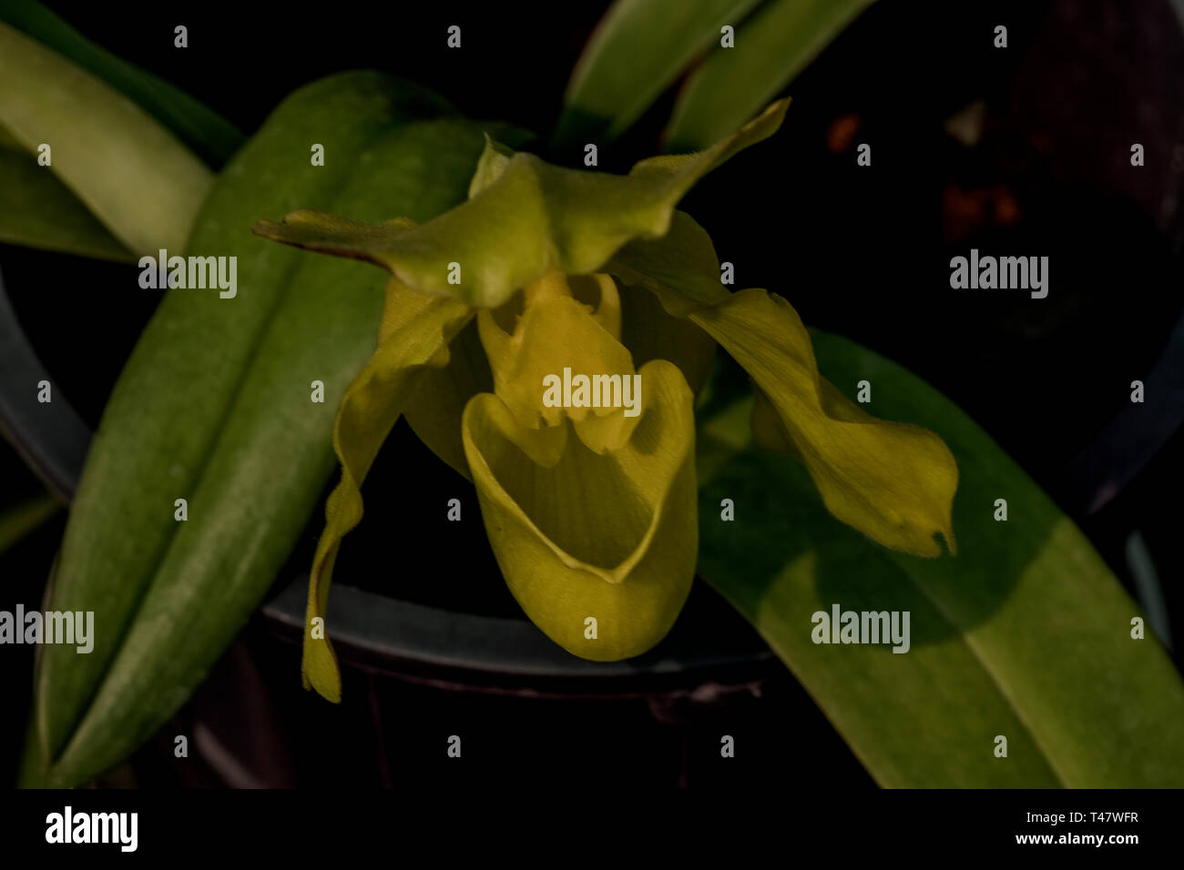 Orchidee, Venus, Slipper, terristorial, Blume, bewohnen, kleine, Bäche, in der tropischen Zone, Sikkim, Indien. Stockfoto