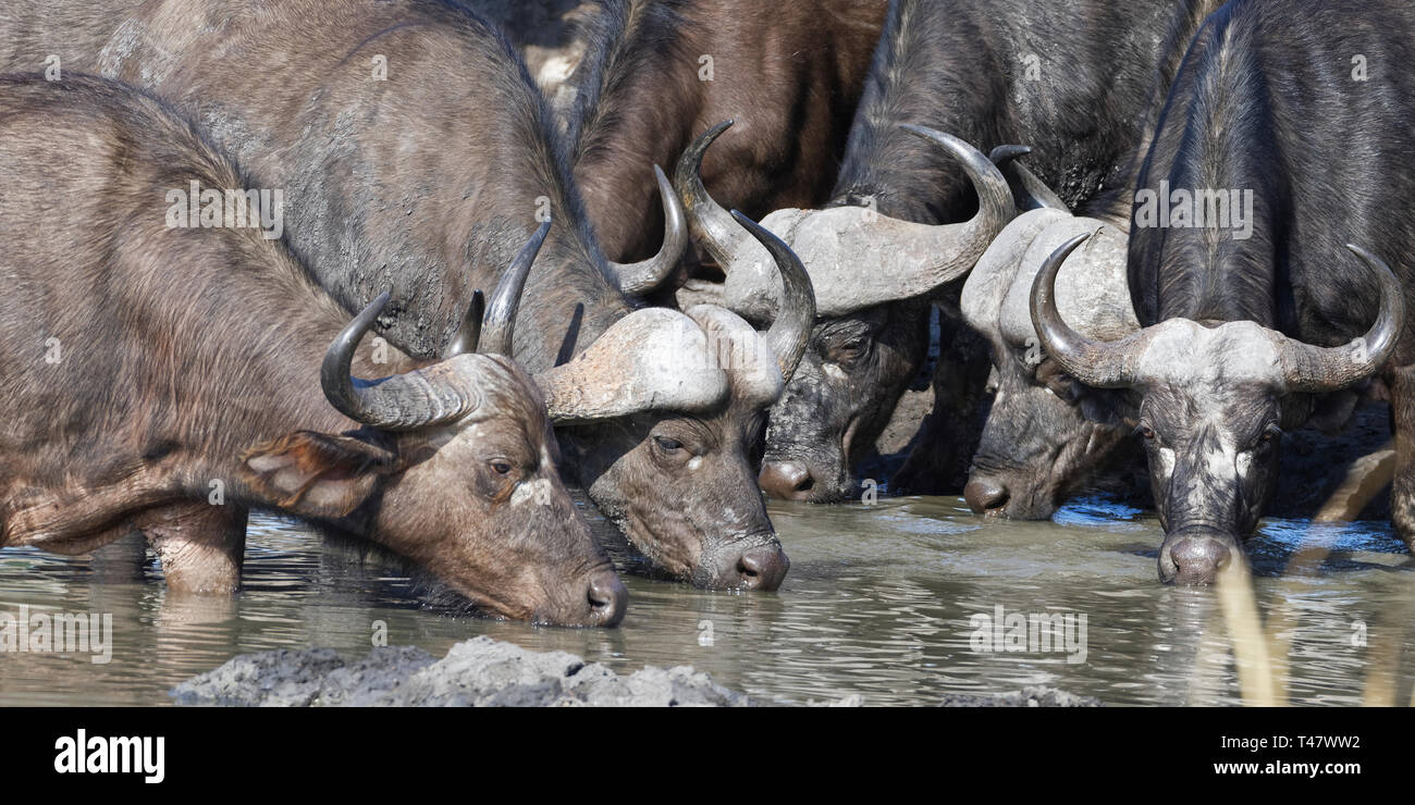 Afrikanischer Büffel (Syncerus Caffer), Erwachsene, Männer und Frauen, in schlammigen Wasser, Trinken an einem Wasserloch, Krüger Nationalpark, Südafrika, Afrika Stockfoto