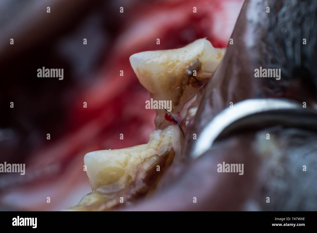Katze Zahn mit Infektion und Zahnfleischbluten Rückzug Makro anzeigen Stockfoto
