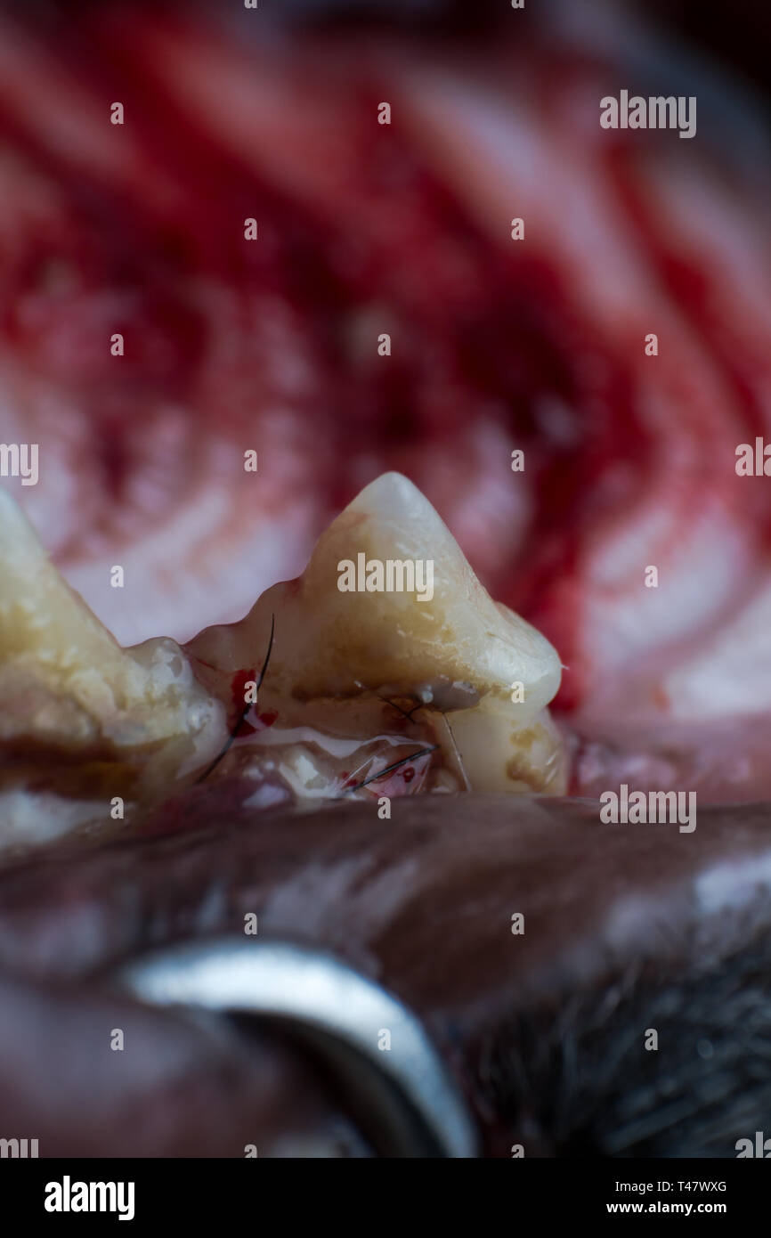 Katze Zahn mit Infektion und Zahnfleischbluten Rückzug Makro anzeigen Stockfoto