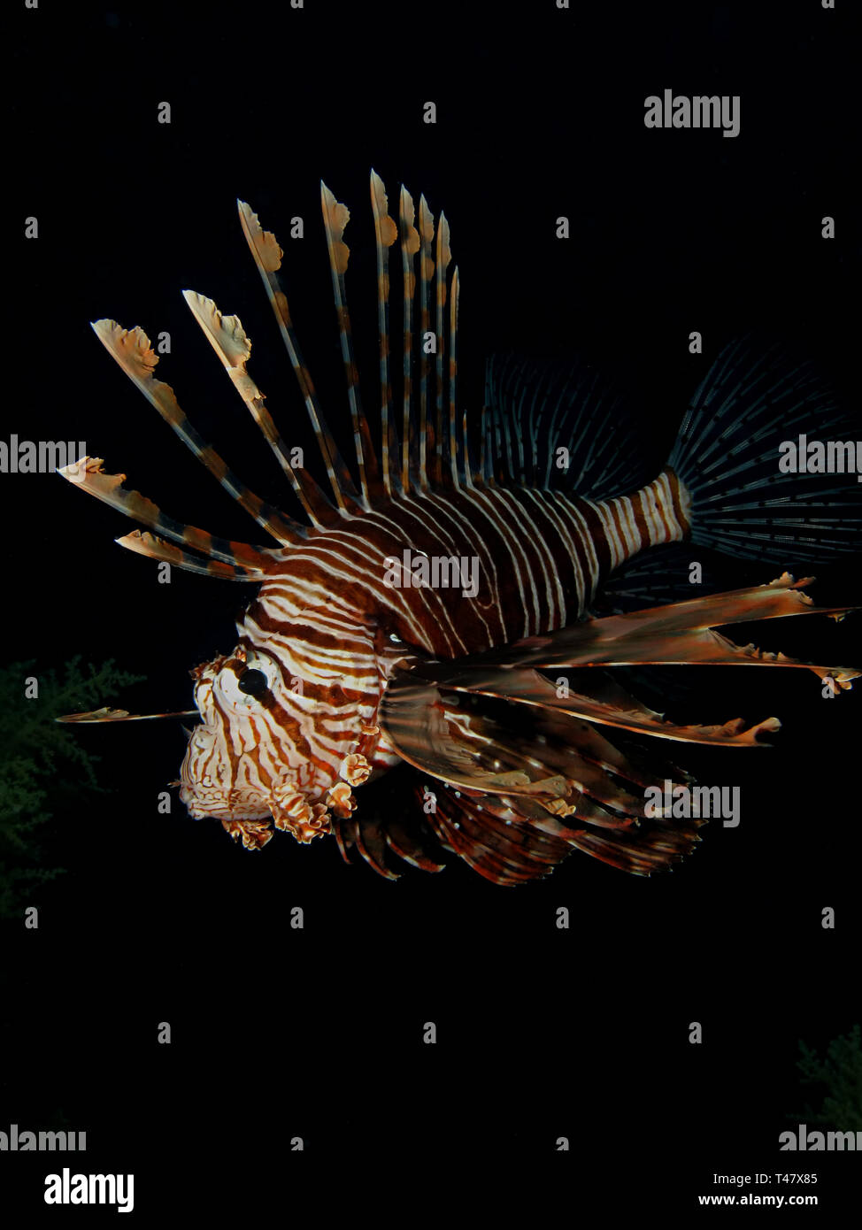 Gemeinsame Rotfeuerfische (pterois miles). Im Roten Meer, Ägypten. Stockfoto