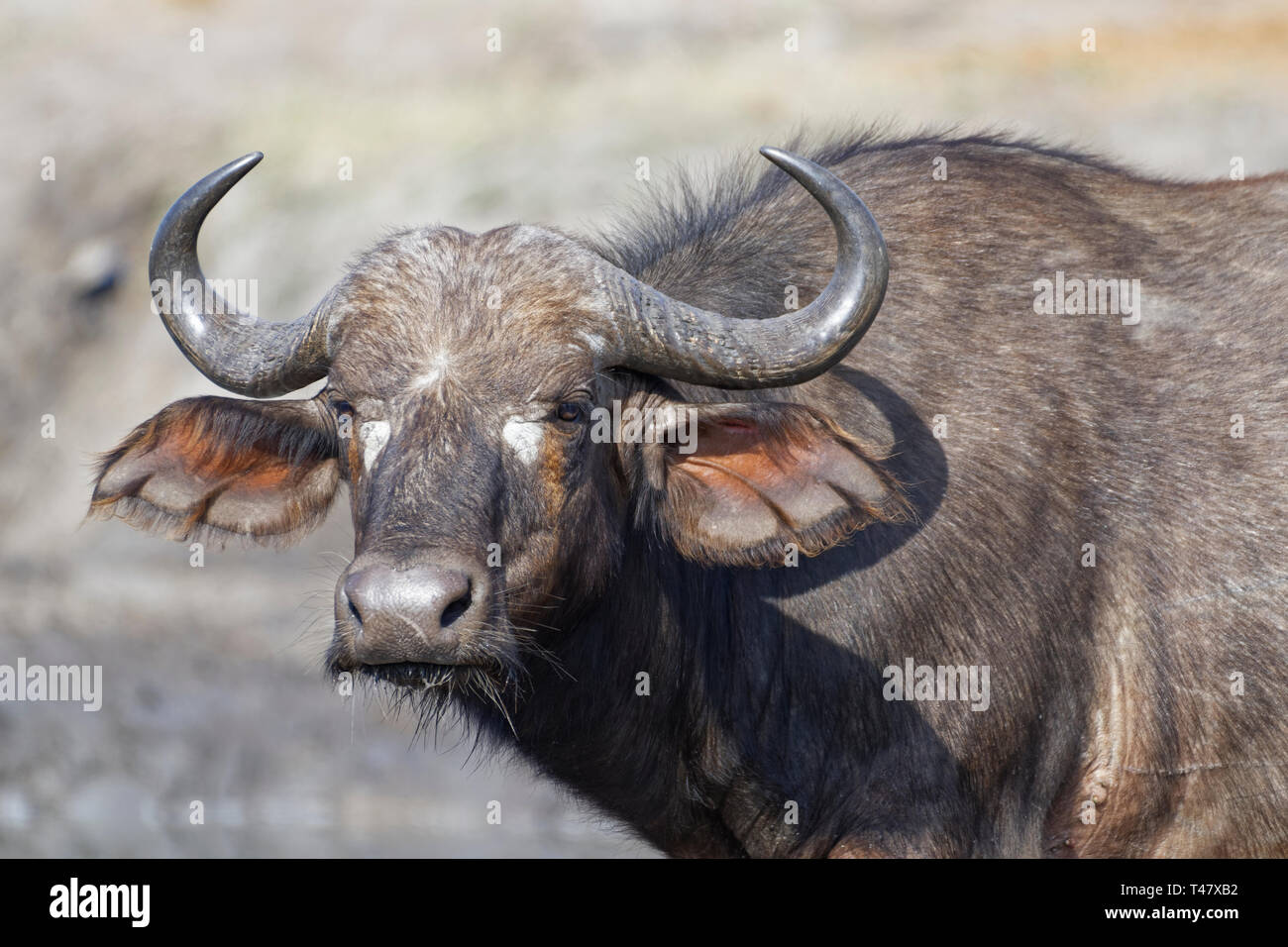 Afrikanischer Büffel (Syncerus Caffer), erwachsene Frau, die an einer Wasserstelle, Alert, Krüger Nationalpark, Südafrika, Afrika Stockfoto