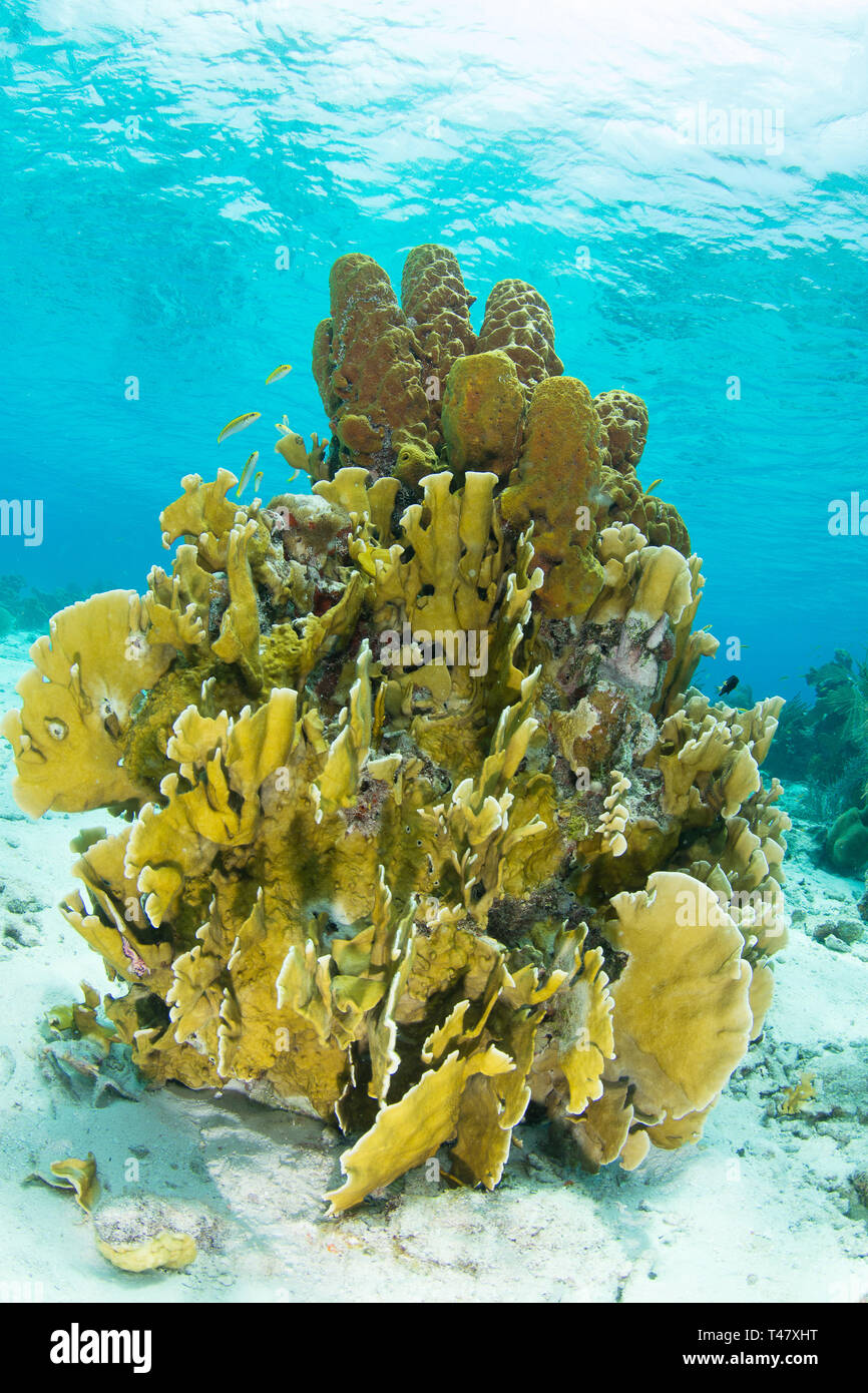 Reef Landschaft, gelbe Tube Schwamm (Aplysina fistularis) Coral Feuer und Aplysina fistularis in Los Roques - Venezuela Stockfoto