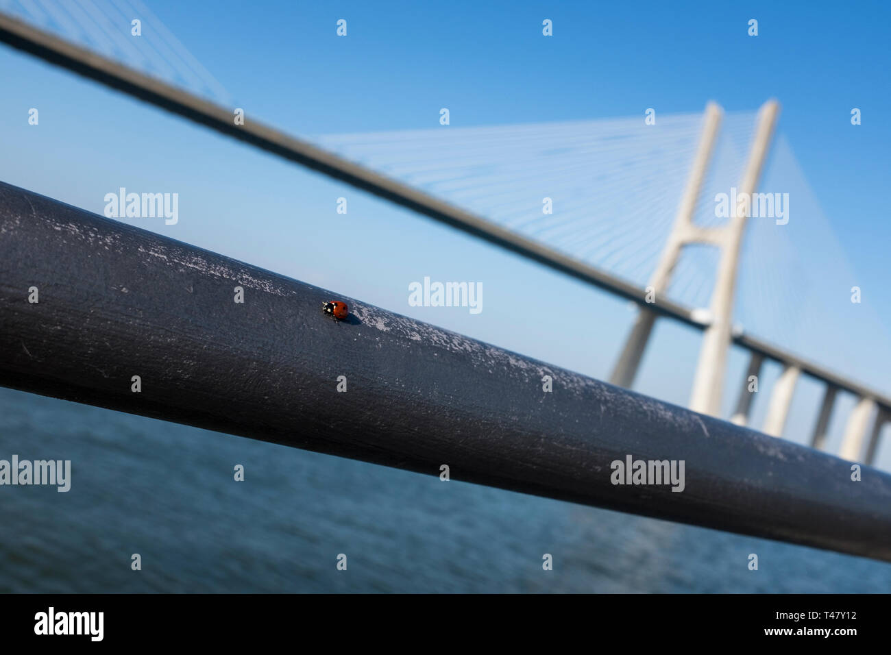 Marienkäfer im Parque das Nações. Lissabon, Portugal Stockfoto