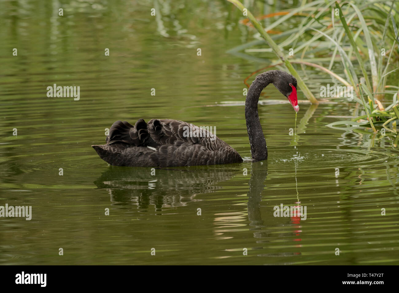 Der schwarze Schwan (Cygnus atratus) ist eine große aquatische Vogel in Flussmündungen und Wasserwege in Australien gefunden, und es ist das Staatswappen von Western Australia Stockfoto