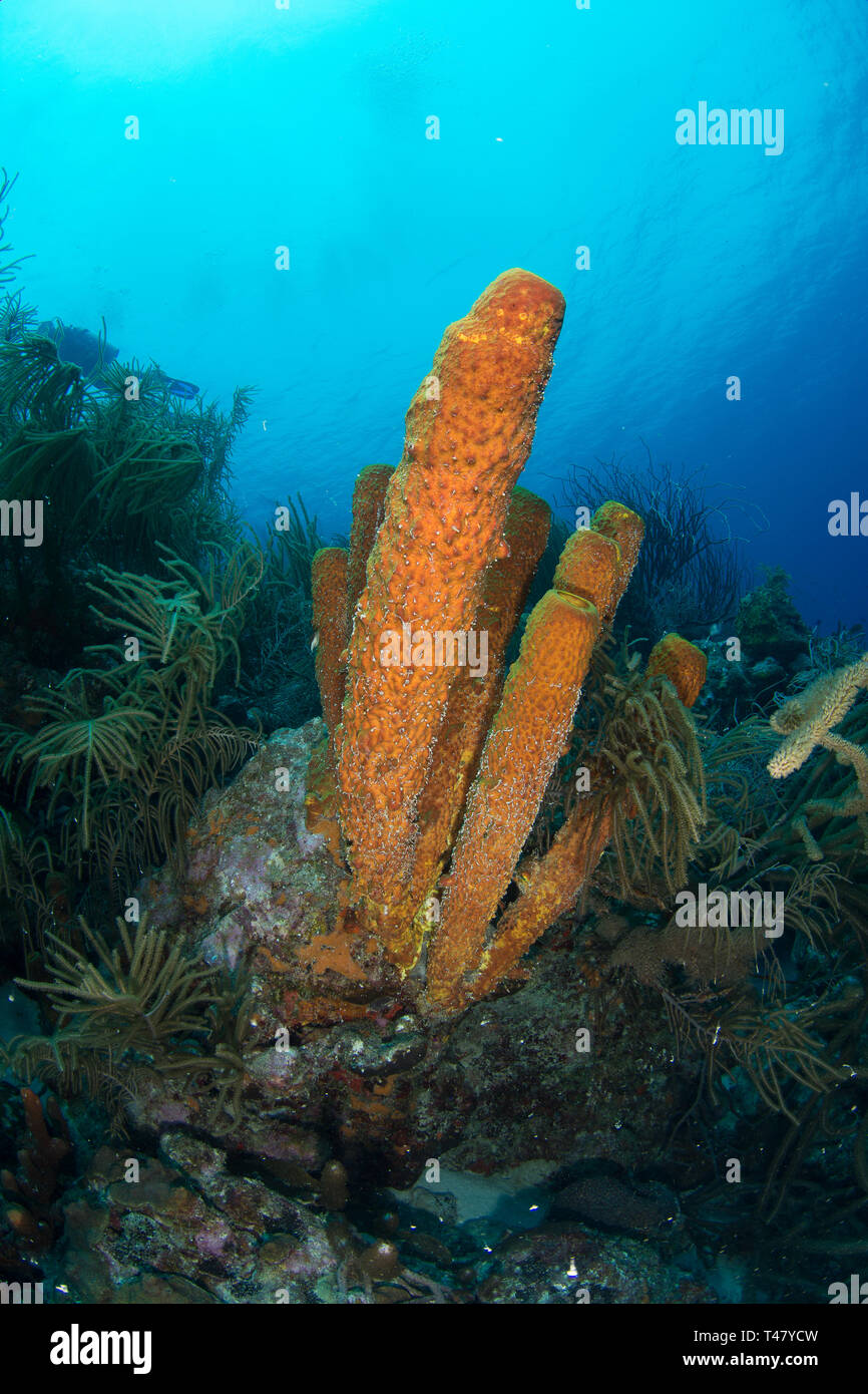 Reef Landschaft, gelbe Tube Schwamm (Aplysina fistularis) Coral Feuer und Aplysina fistularis in Los Roques - Venezuela Stockfoto