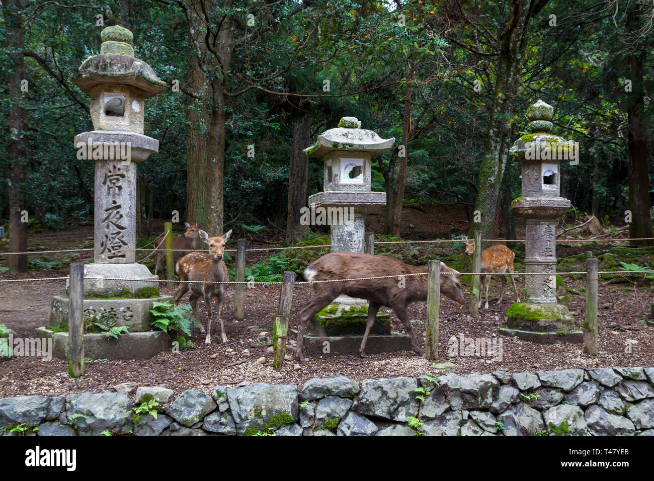 Steinlaternen und Hirsche in Kasuga Taisha Shrine in Nara, Japan Stockfoto