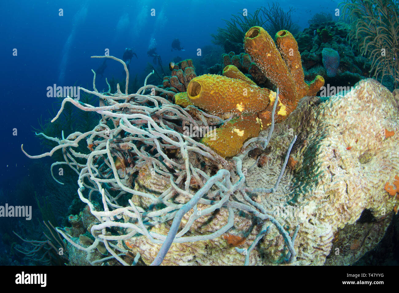 Reef Landschaft, gelbe Tube Schwamm (Aplysina fistularis) Coral Feuer und Aplysina fistularis in Los Roques - Venezuela Stockfoto