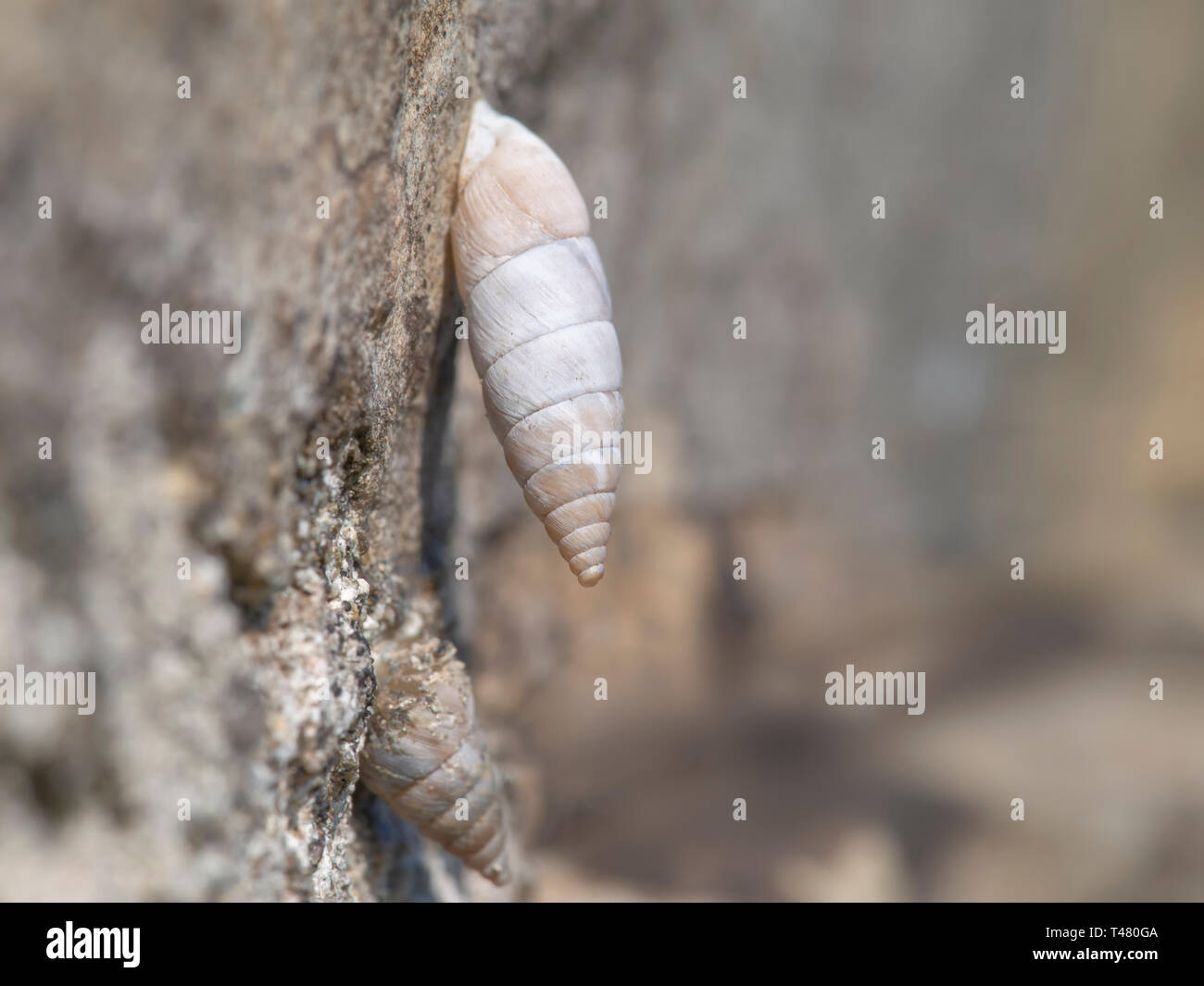 Solatopupa Juliana, Atemluft- land Schnecken, terrestrische Lungenschnecken gastropodemollusken. Chondrinidae. Es hat eine lange, dünne spitze Form shell. Stockfoto