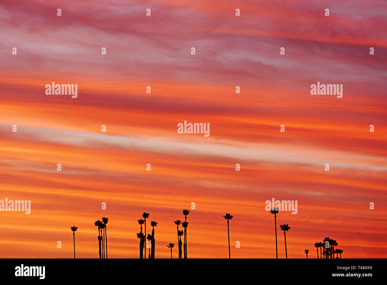 Silhouette Palmen vor rot, rosa und orange sky. Stockfoto