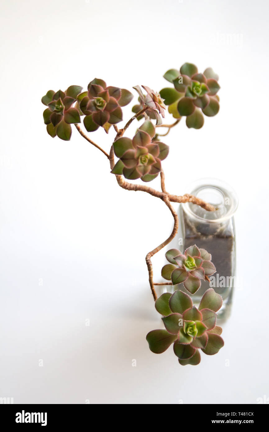 Aeonium Kiwi sukkulente Pflanze in Glasflasche auf weißem Hintergrund Stockfoto