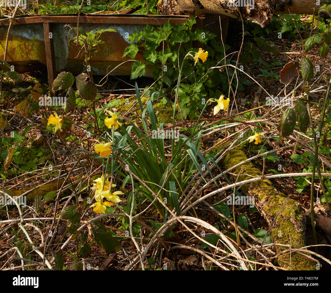 Wilden Narzissen auf einem uralten Waldboden in der Landschaft von Kent, England, Vereinigtes Königreich, Europa Stockfoto