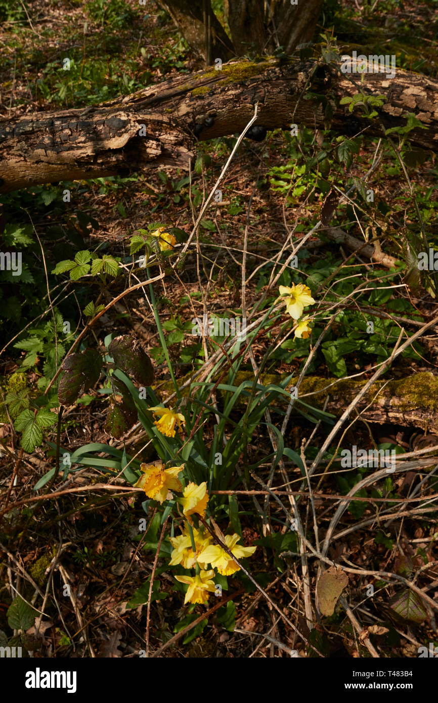 Wilden Narzissen auf einem uralten Waldboden in der Landschaft von Kent, England, Vereinigtes Königreich, Europa Stockfoto