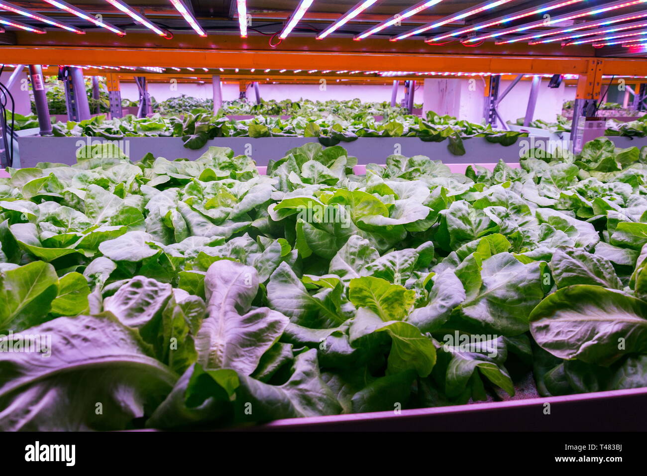 Aquaponics System kombiniert Fisch der Aquakultur mit Hydrokultur, Anbau  von Salat Pflanzen in Wasser unter knstlicher Beleuchtung Stockfotografie  - Alamy