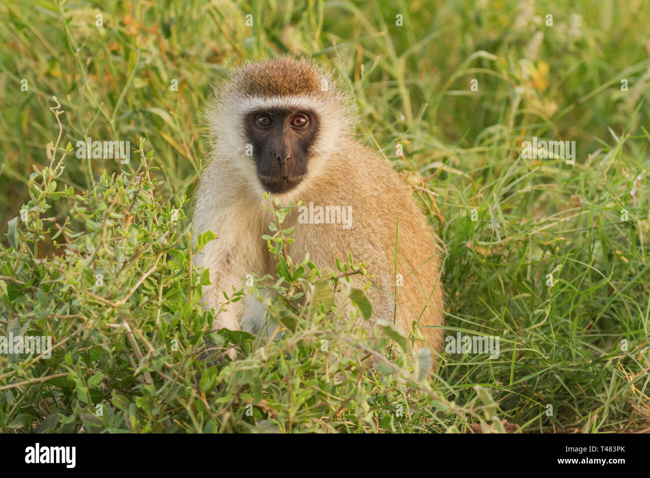 Meerkatze Chlorocebus pygerythrus Amboseli Kenia Safari in Ostafrika Stockfoto
