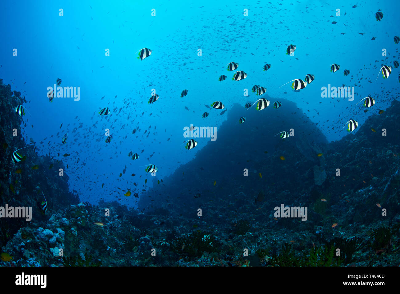 Schule der Wimpelfische, Heniochus diphreutes, in den Canyons Marine, Verde Island Passage, Philippinen. Stockfoto