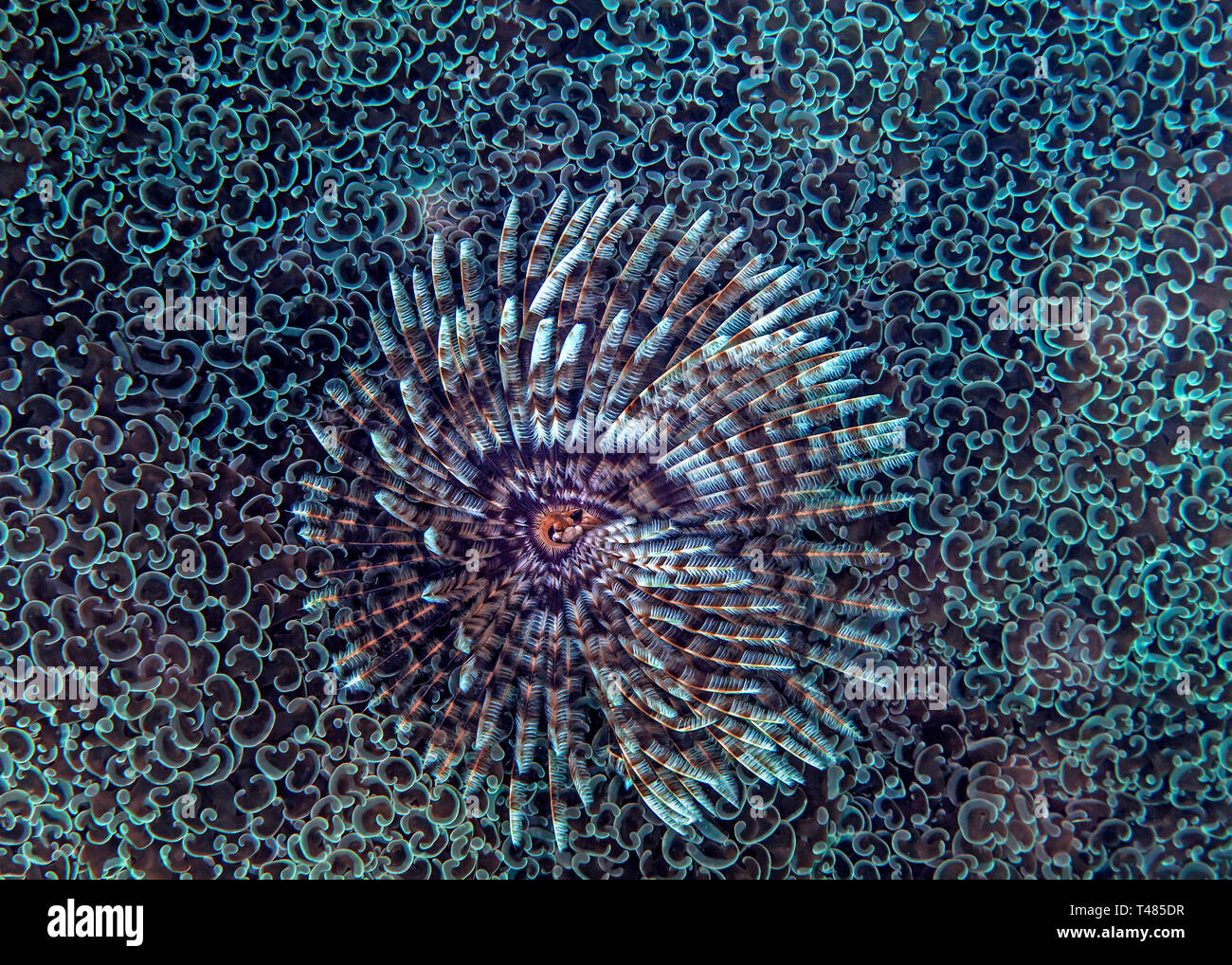 Featherduster Rohr Wurm macht seine Home unter den Hammer Korallenpolypen. Stockfoto