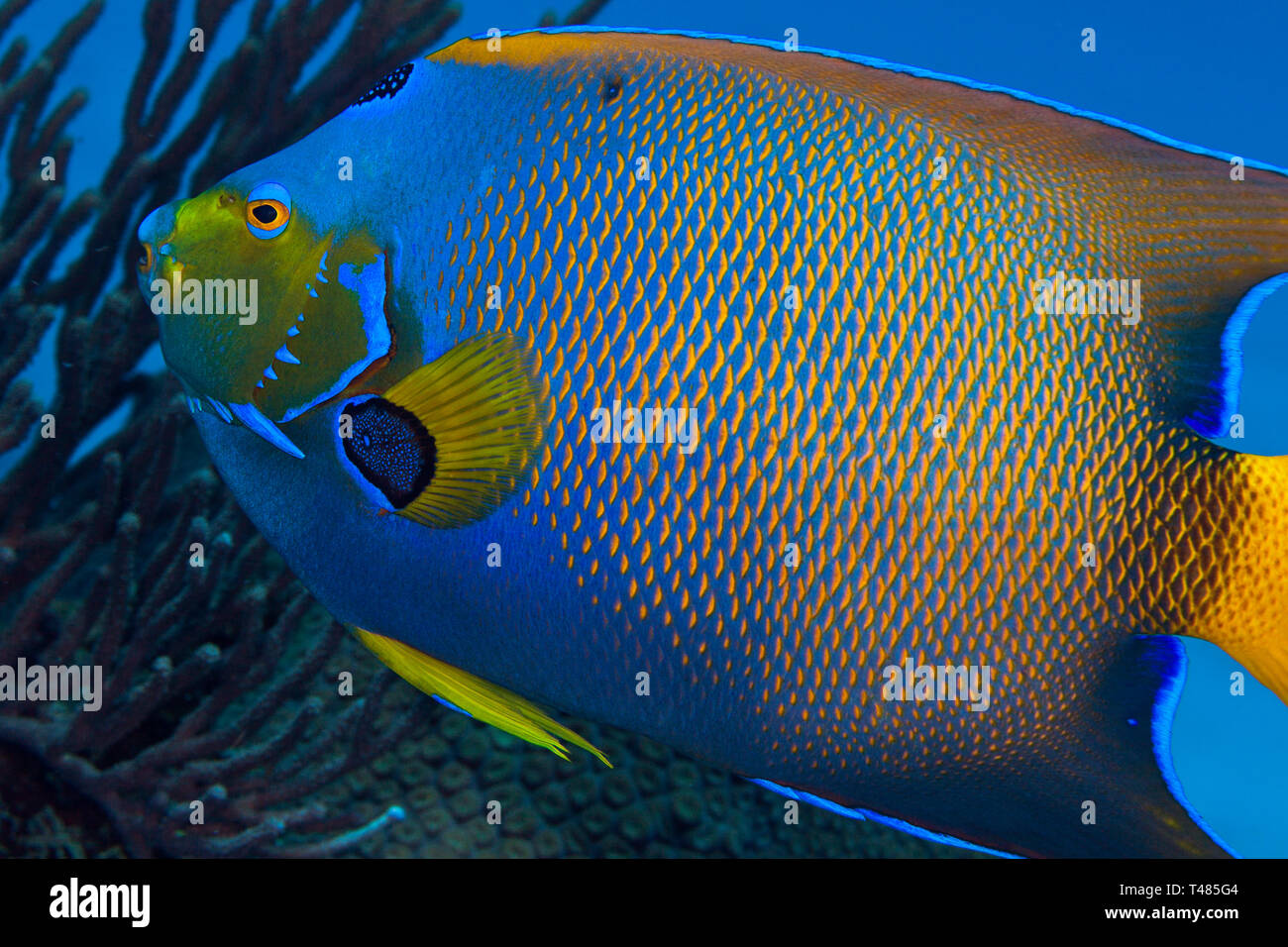 Koenigin engelfisch Fotos und Bildmaterial in hoher Auflösung Alamy