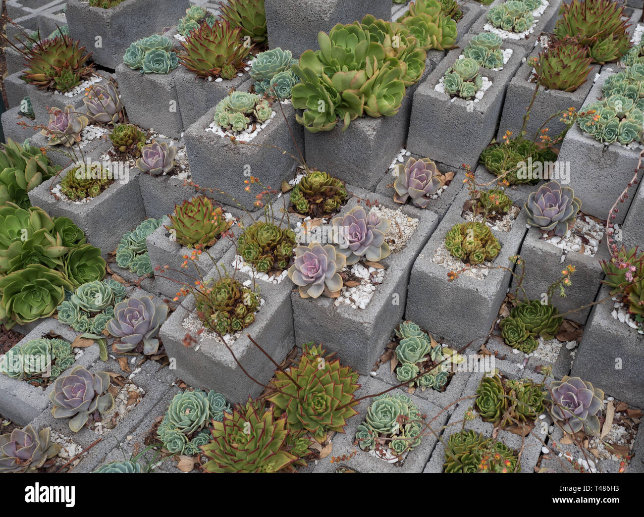 Sukkulenten Kakteen Garten aus hohlblocksteine Stockfoto