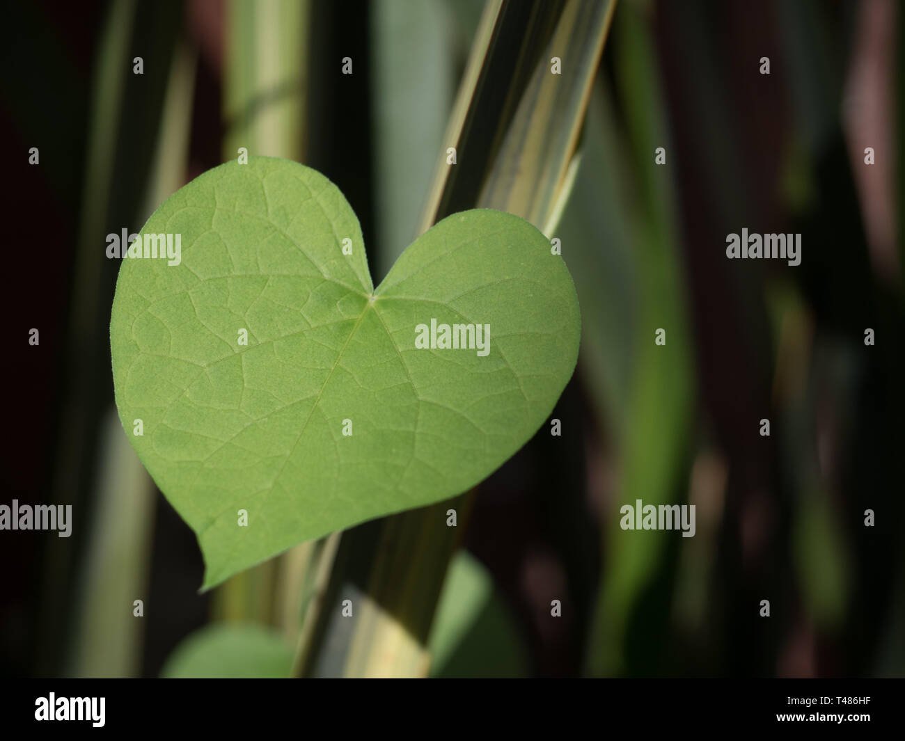 Pflanzenliebe: Herzförmiges Blatt Stockfoto