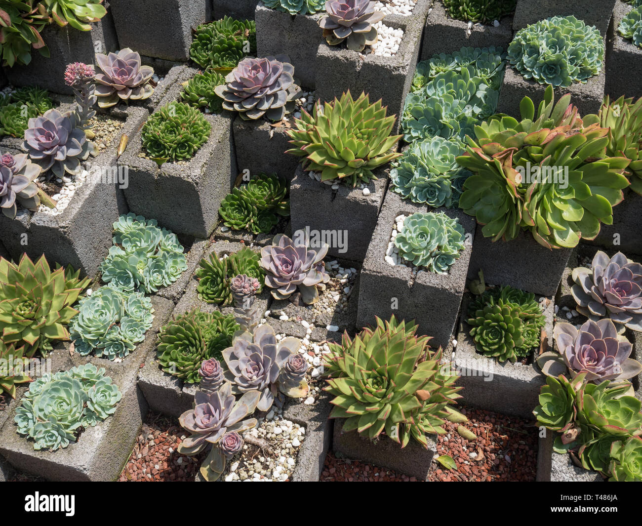 Sukkulenten Kakteen Garten aus hohlblocksteine Stockfoto