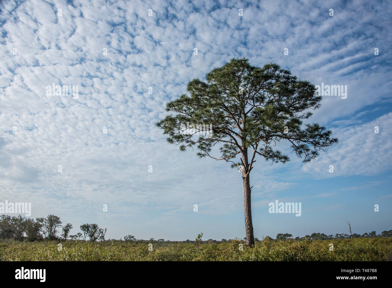 Slash Kiefern gegen eine Makrele Himmel, Myakka River State Park, Sarasota, Florida, USA, Nordamerika Stockfoto