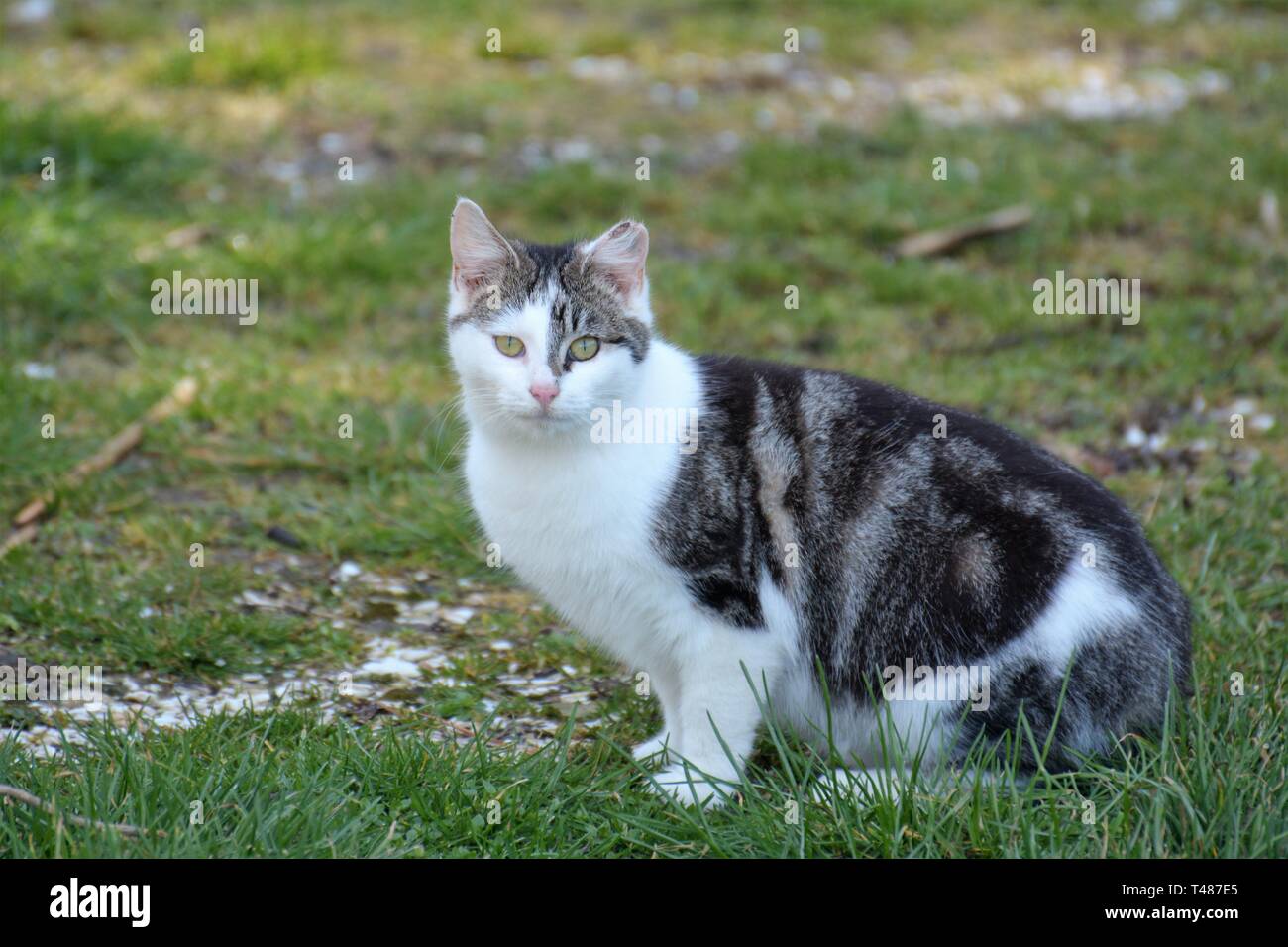 Wilde wilde Katze in Cape Charles Maryland USA Amerikanische im Herbst nach durch die Familie verlassen, als ein Haustier Stockfoto