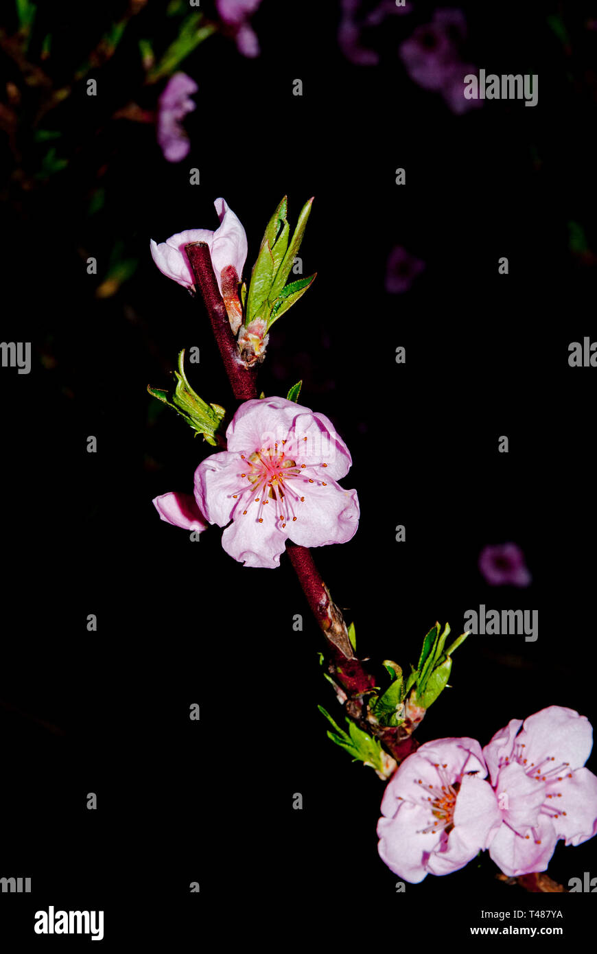 Peach Blossoms, Nacht, Nahaufnahme in flash light Stockfoto