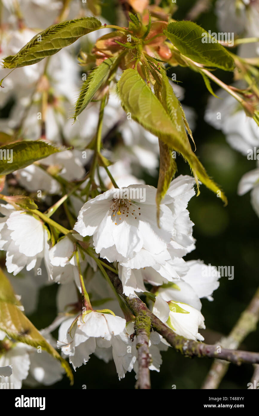 Nahaufnahme von Prunus Shirotae, einem weiß blühenden Kirschbaum, der im Frühjahr in England in einem englischen Garten blüht Stockfoto