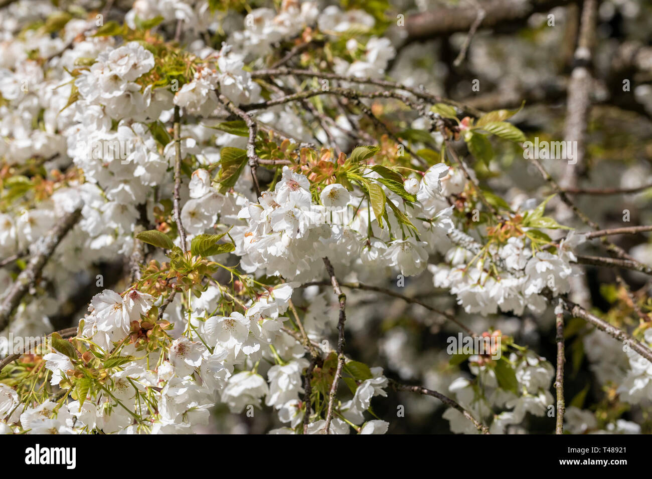 Nahaufnahme von Prunus Shirotae, einem weiß blühenden Kirschbaum, der im Frühjahr in England in einem englischen Garten blüht Stockfoto