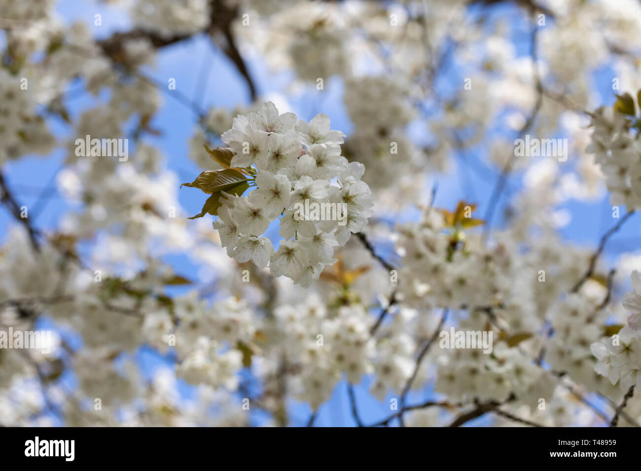 Nahaufnahme der weißen Prunus Tai Haku Kirschblüte, die in Großbritannien gegen einen blauen Himmel blüht, England, Großbritannien Stockfoto