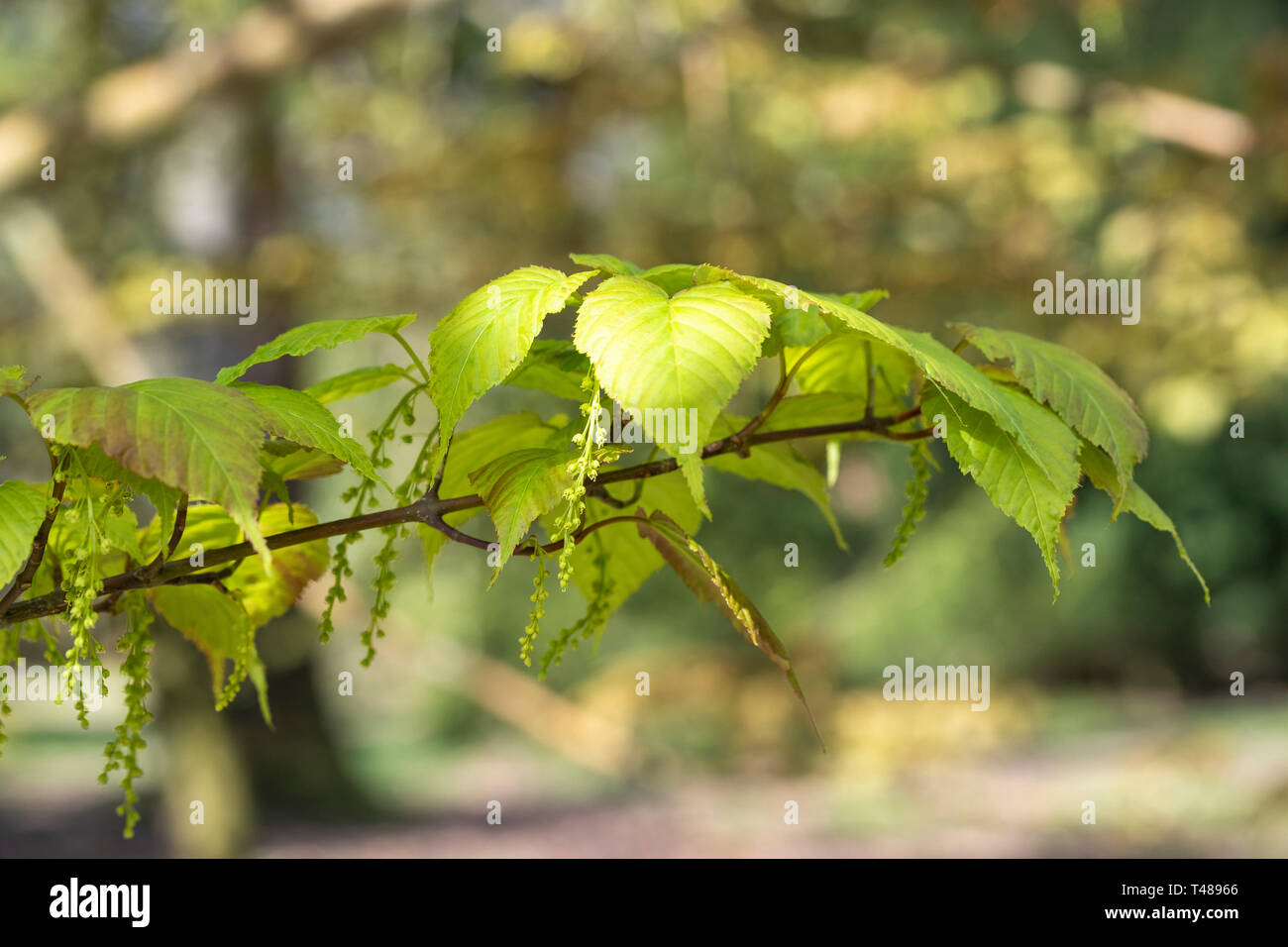 Nahaufnahme eines Astes von Acer morifolium Blumen, Frühjahr England, Großbritannien Stockfoto