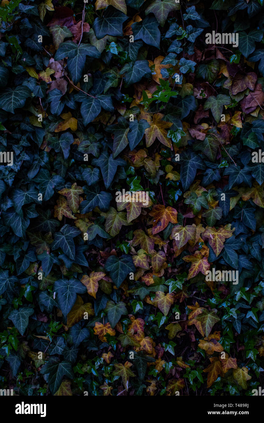 Wand von bunten Blättern Stockfoto