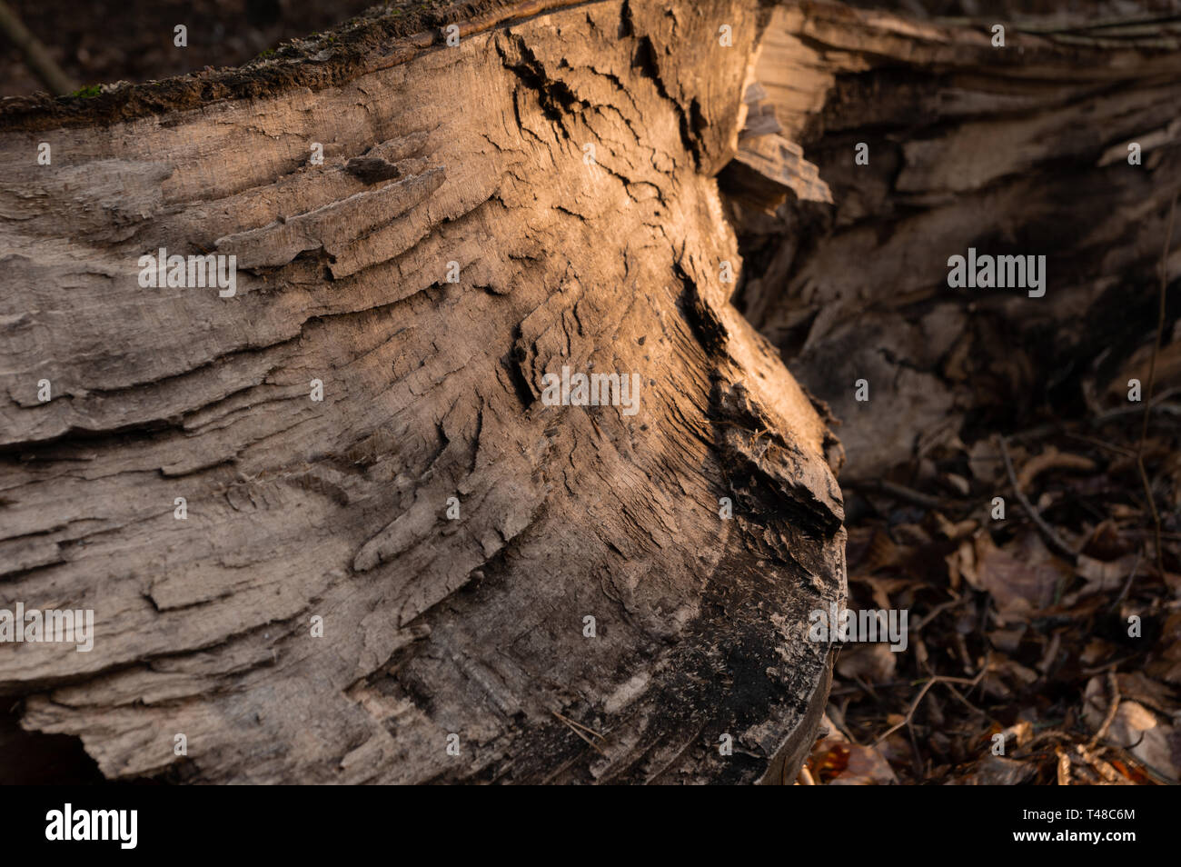 In der Nähe von Broken Baumstamm Stockfoto