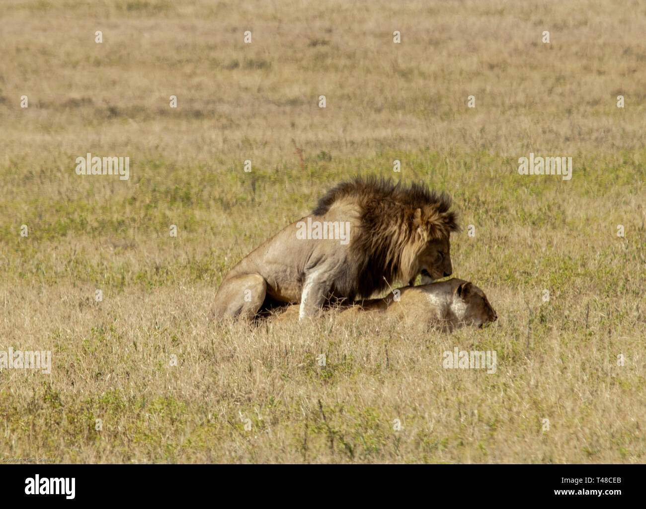 Paarung Löwen in der Serengeti Afrika Stockfoto