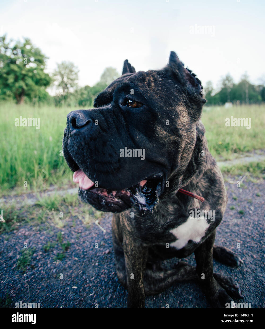 Cane Corso Italian Corso Sitting Stockfotos Und Bilder Kaufen Seite 3 Alamy