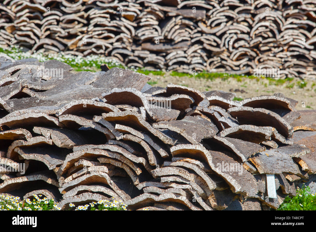 Von Eichen an Alcornocales Naturpark, Jimena de la Frontera, Cadiz, Spanien Stockfoto