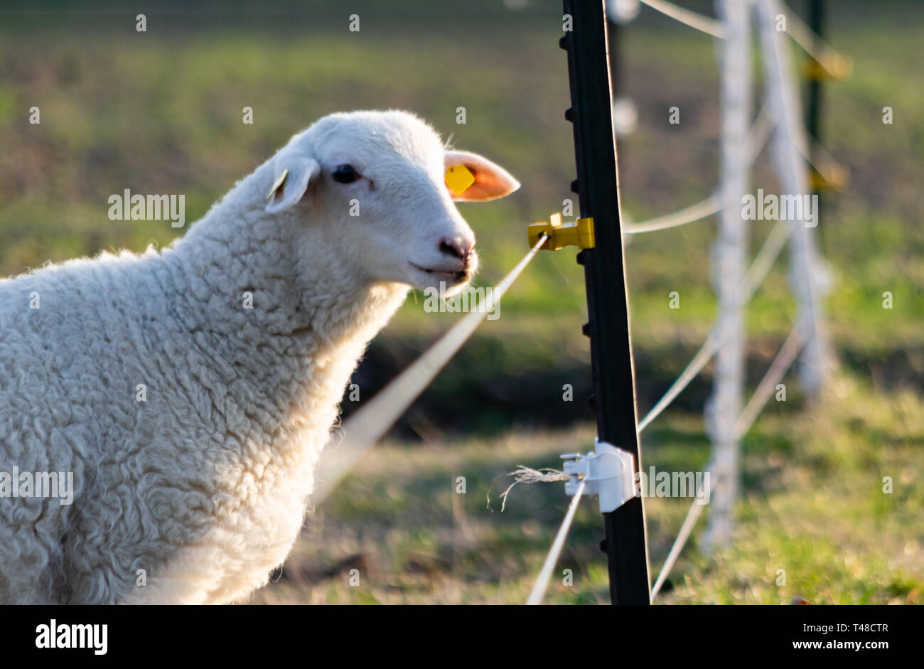 Schafe in einem Feld in der Nähe von einem elektrischen Zaun Stockfoto