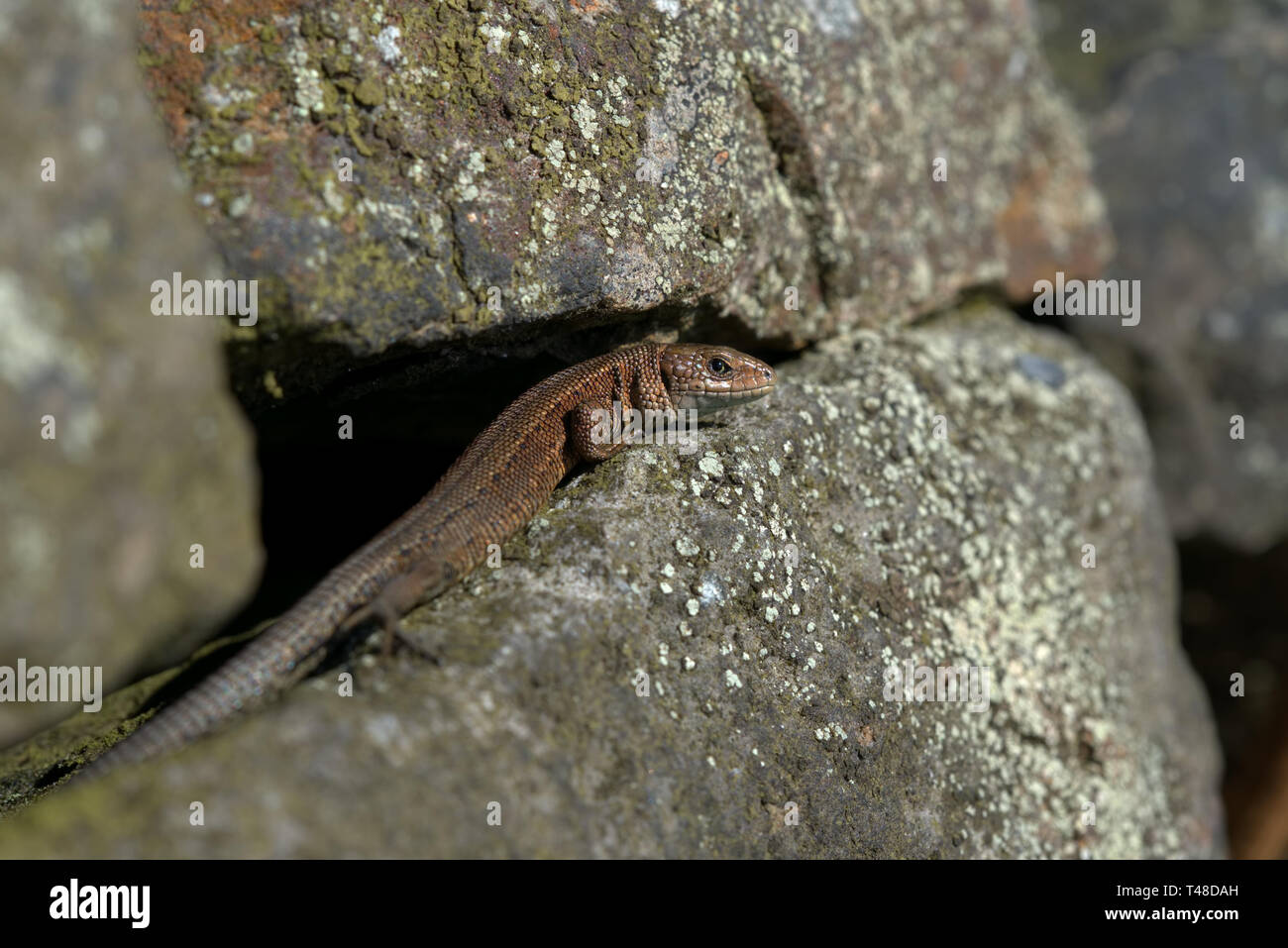 Gemeinsame Eidechse auf einem trockenen Steinmauer Stockfoto