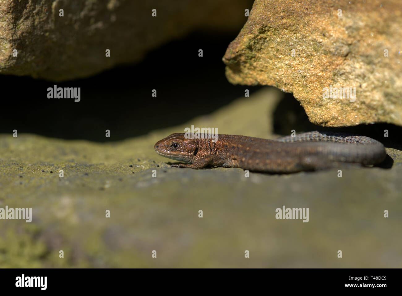 Gemeinsame Eidechse auf einem trockenen Steinmauer Stockfoto
