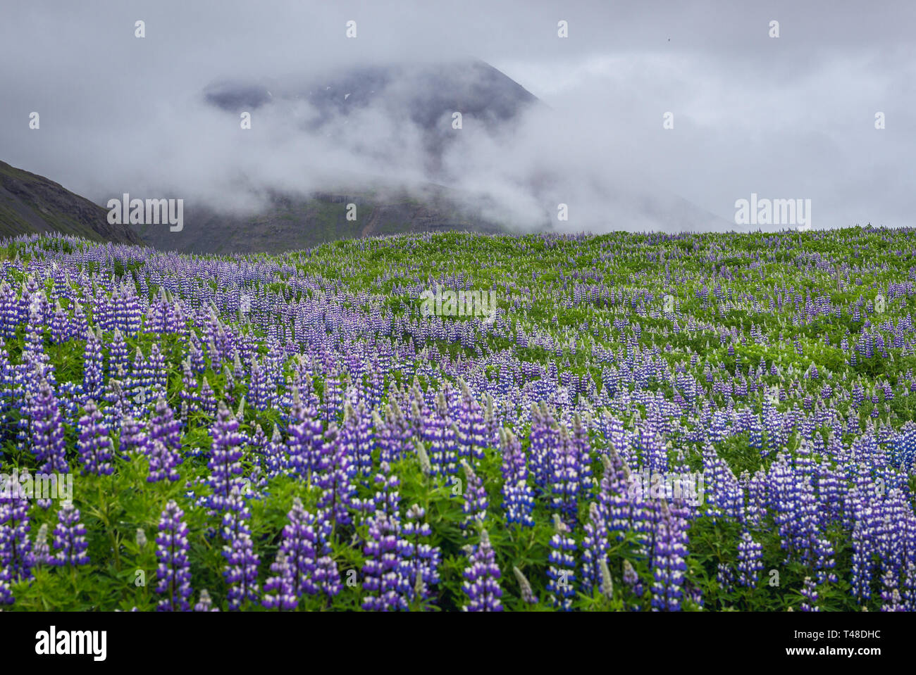 Nootka lupine Blumen im östlichen Teil von Island Stockfoto