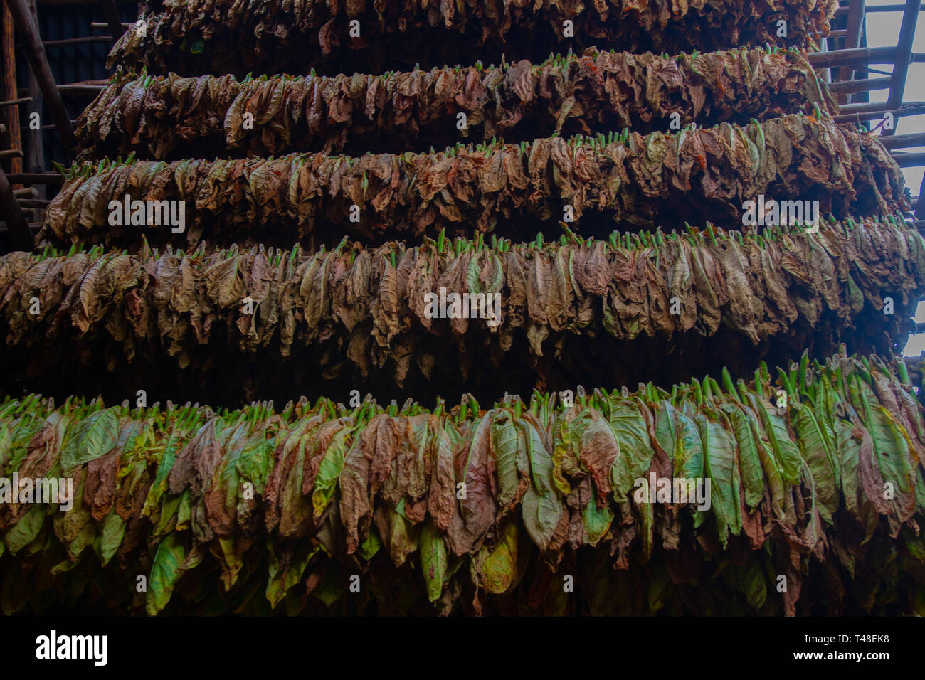 Details der Tabakblätter Trocknen im Stall bei Tabak Bauernhof in Vinales Stadt, im Norden der Provinz Pinar del Río von Kuba Stockfoto