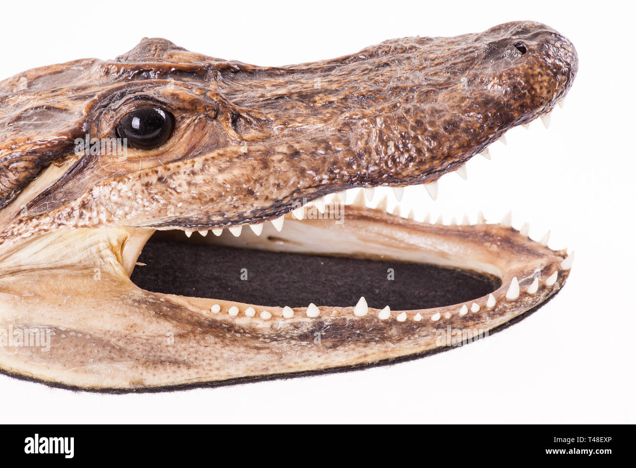 Erhaltene krokodil Kopf - isoliert Stockfoto